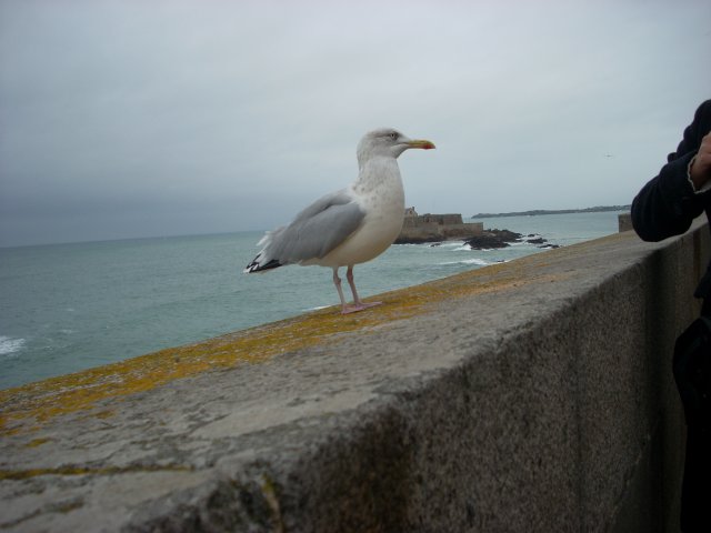 stmichel_stmalo398.jpg